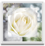 White rose I 