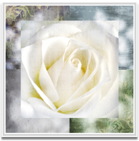 White rose I 