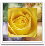 Yellow rose I 