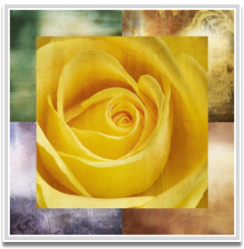 Yellow rose I 