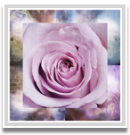 Purple rose I 