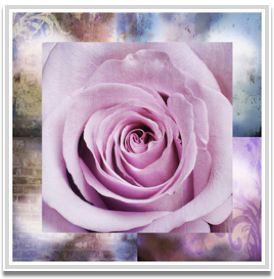 Purple rose I 